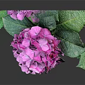 Vibrant Pink Blooming Hydrangea Plant With Lush Green Leaves On Dark Background