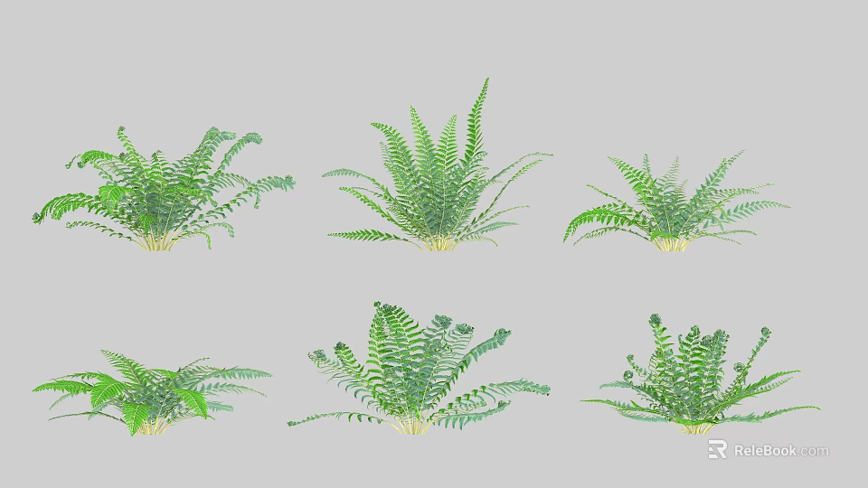 Various Types of Green Fern Shrubs with Lush Foliage for Landscaping 3d model 