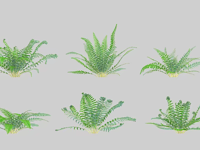 Various Types of Green Fern Shrubs with Lush Foliage for Landscaping 3d model