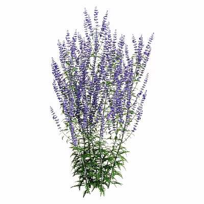 Beautiful Fresh Purple Lavender Bouquet With Green Stems And Lush Leaves 3d model