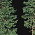 Diverse Arbor Trees With Different Heights And Lush Green Foliage In Natural Scene