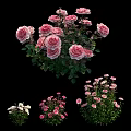 Beautiful Pink And White Blooming Flowers With Lush Green Leaves In Garden