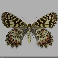 Intricate Black White Red Patterns On Detailed Butterfly Wings Against Gray Background