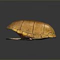 Detailed Anatomical Turtle Shell Organ Structure With Textured Exterior And Smooth Interior