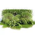 Lush Green Shrubs With Dense Foliage And Various Garden Plant Species