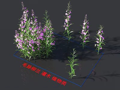 Beautiful Willowherb Shrub Plant With Purple Flowers For Garden Decoration 3d model