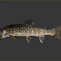 Spotted Fish With White Spots And Orange Fins On Gray Background With Reflection
