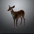 Young Fawn With Brown Coat And White Spots Standing On Dark Background Reflected On Ground