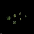 Various Decorative Green Bonsai Potted Plants with Different Shapes and Foliage