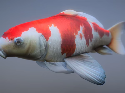 Colorful Red And White Koi Fish As Aquatic Animal Swimming In Water 3d model Colorful Red And White Koi Fish As Aquatic Animal Swimming In Water 3d model