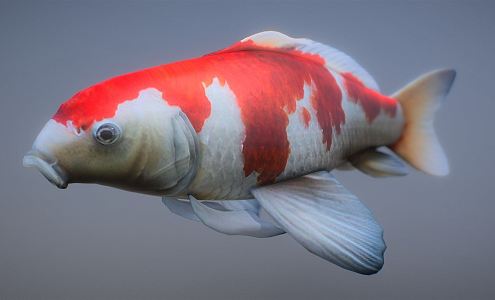 Modern Fish 3d model