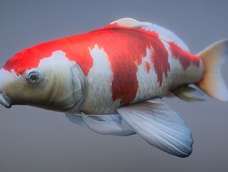 Modern Fish 3d model