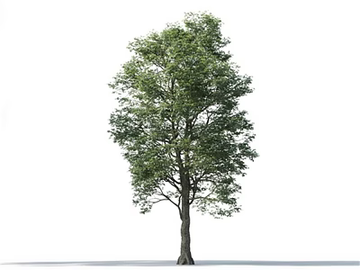 Single Deciduous Arbor With Lush Green Leaves And Sturdy Trunk Isolated On White 3d model
