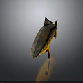 Golden Carp With Orange Fins And Tail Shiny Scales On Dark Background With Reflection
