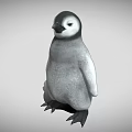 Baby Penguin With Gray Body Black Head And Black Feet Standing On Gray Background