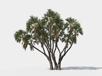 Lush Green Palm Tree With Multiple Trunks And Shadow On White Background 3d model