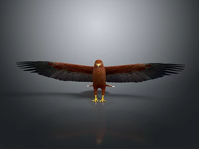 Eagle with spread wings brown body black wings yellow claws on dark reflective gray background 3d model