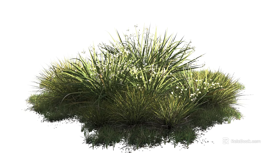 Lush Green Herbaceous Plants With Slender Leaves And Small White Flowers 3d model 