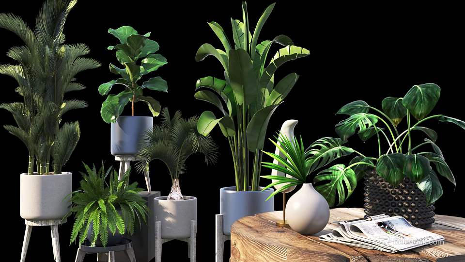 Potted Plants with Various Large Leaf Ferns in White Gray Pots on Wooden Table 3d model 