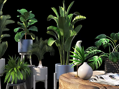 Potted Plants with Various Large Leaf Ferns in White Gray Pots on Wooden Table 3d model