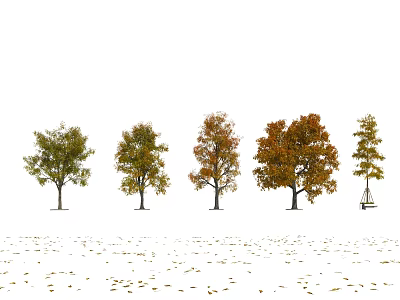 Five Trees Showing Gradually Changing Leaf Colors from Green to Orange Red with Fallen Leaves 3d model
