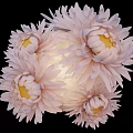 Decorative Spherical Floral Display With Light Pink Flowers And Yellow Stamens For Indoor Decoration