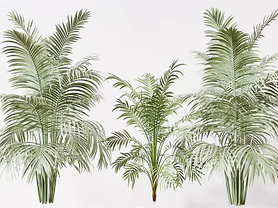 Lush Green Palm Trees With Broad Leaves And Slender Stems For Natural Decoration 3d model