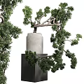 Artistic Bonsai Tree with Lush Green Foliage in Concrete Pot on Pedestal