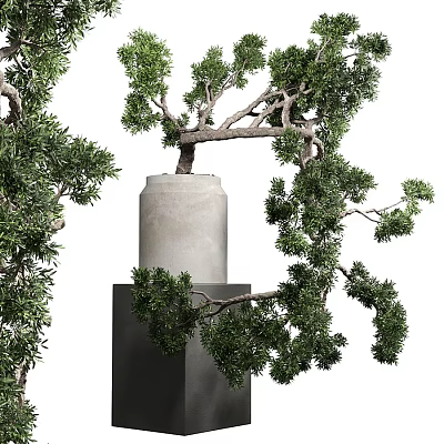 Artistic Bonsai Tree with Lush Green Foliage in Concrete Pot on Pedestal 3d model