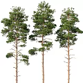 Tall Arbor Trees With Straight Trunks Lush Foliage And Natural Forest View
