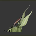Pink and White Striped Flower Plant with Green Leaves and Stem on Dark Background
