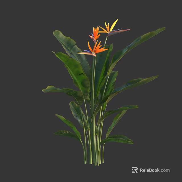 Strelitzia Reginae Plant With Vibrant Orange Flowers And Large Green Leaves 3d model 