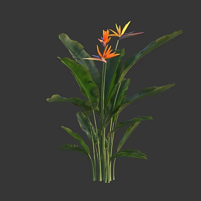 Strelitzia Reginae Plant With Vibrant Orange Flowers And Large Green Leaves 3d model