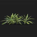 Three Green Plants With Long Slender Leaves Against Black Background 3d model