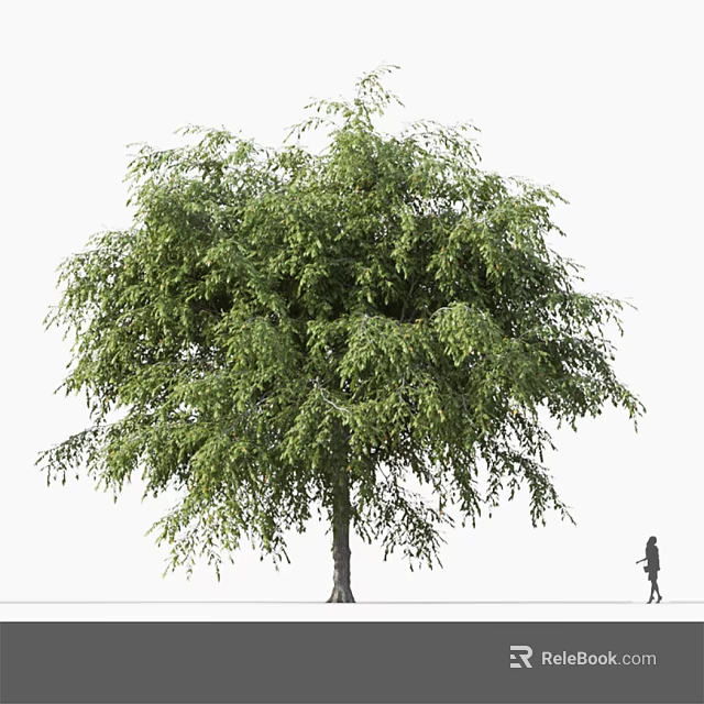 Tall Deciduous Tree With Lush Green Foliage And Person Walking Nearby 3d model 