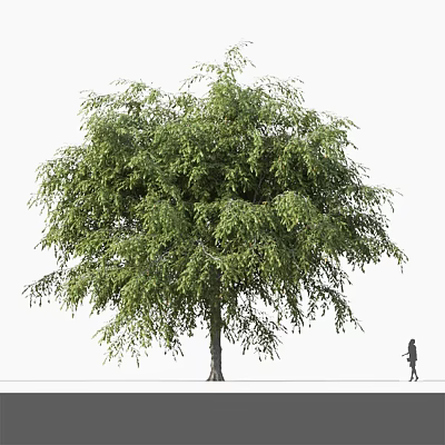 Tall Deciduous Tree With Lush Green Foliage And Person Walking Nearby 3d model