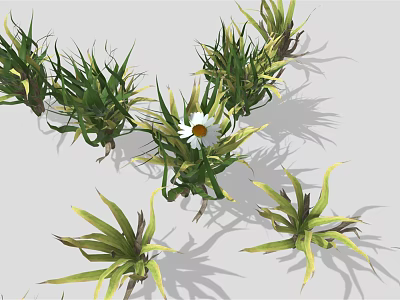 Green Leafy Plant Clusters With White Daisy Flower In Center 3d model