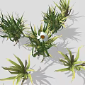 Green Leafy Plant Clusters With White Daisy Flower In Center