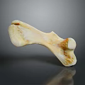 Detailed Bone Specimen Displaying Ivory White Surface And Brown Textural Details 3d model