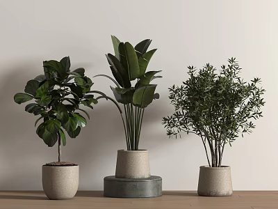 Modern Indoor Potted Plants with Various Leafy Foliage in Light Colored Pots on Wooden Table 3d model