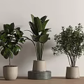 Modern Indoor Potted Plants with Various Leafy Foliage in Light Colored Pots on Wooden Table