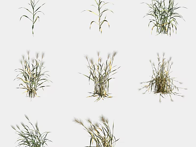 Diverse Agricultural Crop Plants With Varied Green Leaf Structures And Growth Stages 3d model