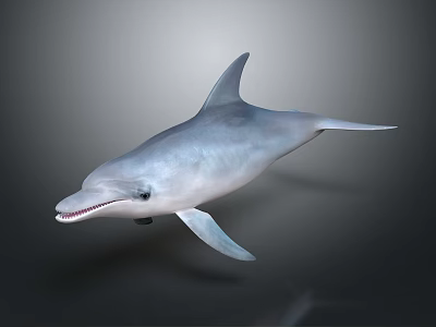 Gray Streamlined Dolphin Swimming With Shiny Body And Curved Dorsal Fin 3d model