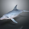 Gray Streamlined Dolphin Swimming With Shiny Body And Curved Dorsal Fin