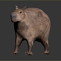 Water guinea pig capybara moving capybara 3d model