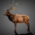 Realistic 3D Rendering Of Brown Elk With Large Antlers Standing On Gray Background