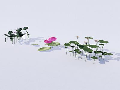 Modern lotus water lily plant 3d model