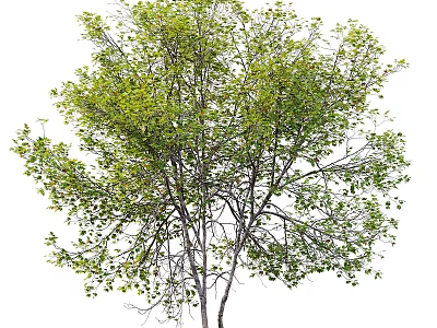 Lush Green Tree With Dense Foliage And Strong Trunk In Natural Environment 3d model