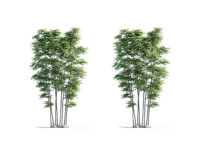 Two Clustered Trees With Slender Trunks And Lush Green Leaves On White Background 3d model