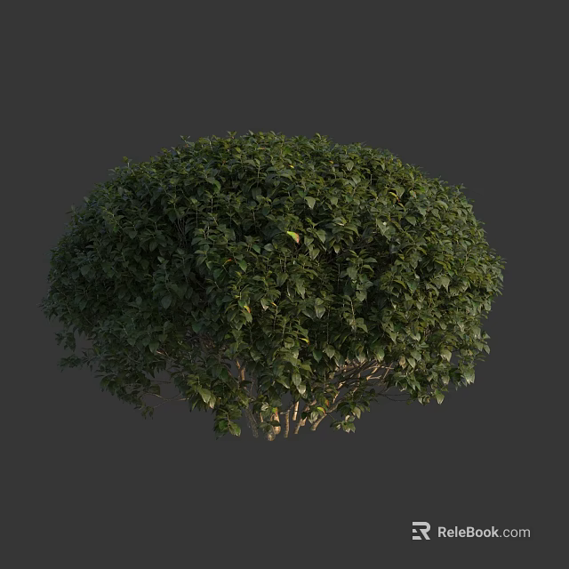 Lush Green Shrub With Dense Foliage And Rounded Canopy Structure 3d model